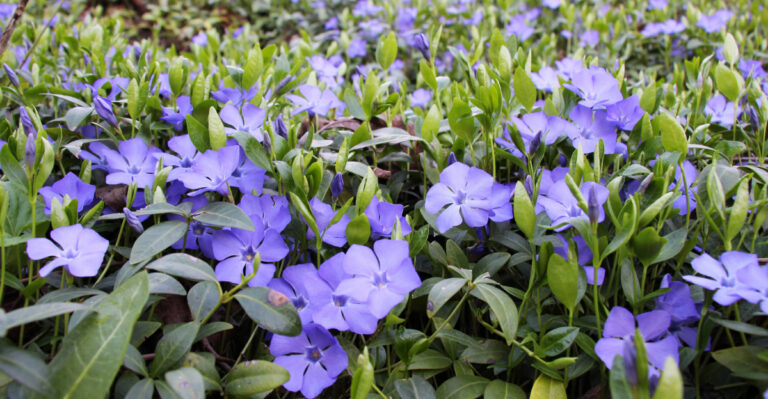 Heat-Tolerant Flowers To Plant In Arizona Pots Before Summer