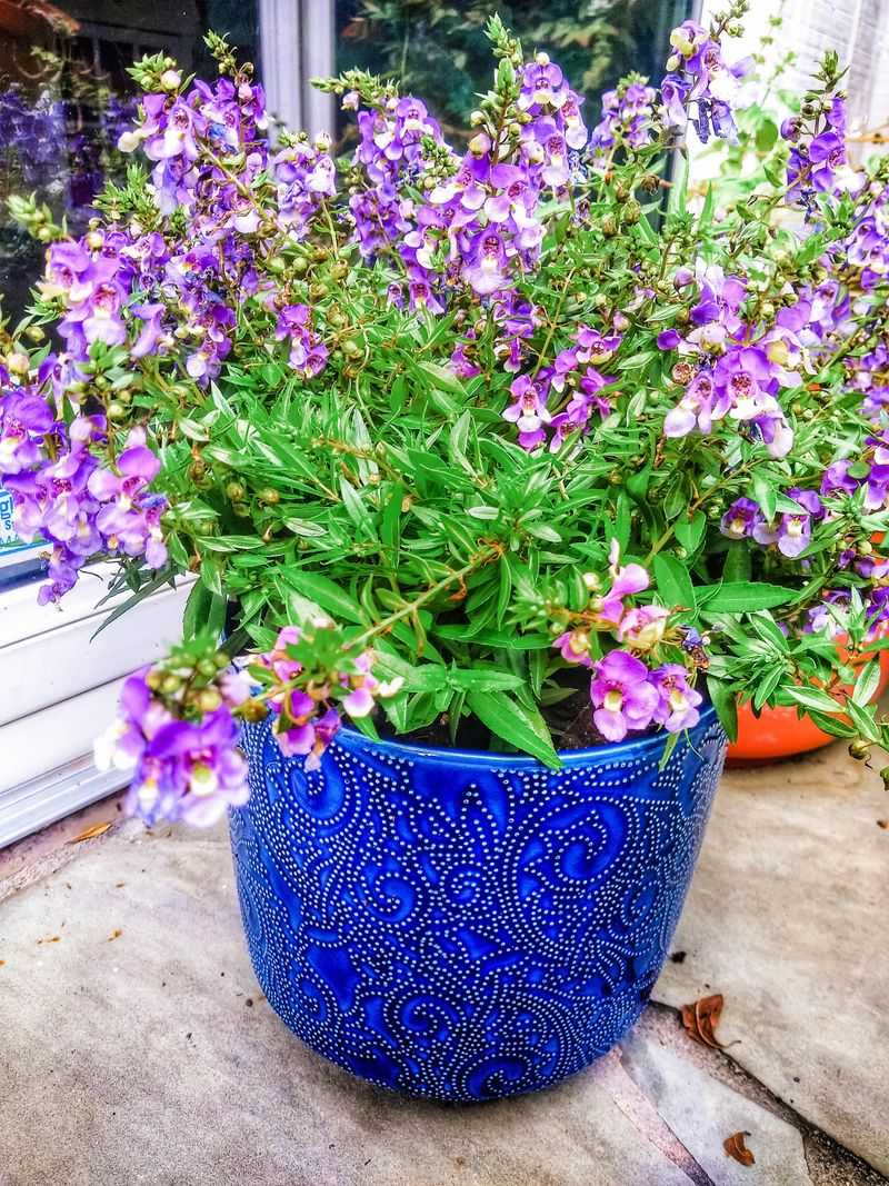 Angelonia Keeps Texas Pots Blooming Through The Heat