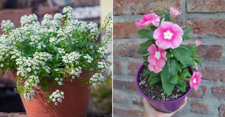 Heat-Tolerant Flowers To Plant In Texas Pots Before Summer