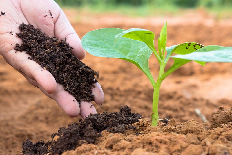 Dry Soil Amplifies The Damage Fast