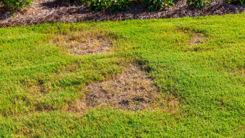 Some Ohio Lawns May Need Fall Repair