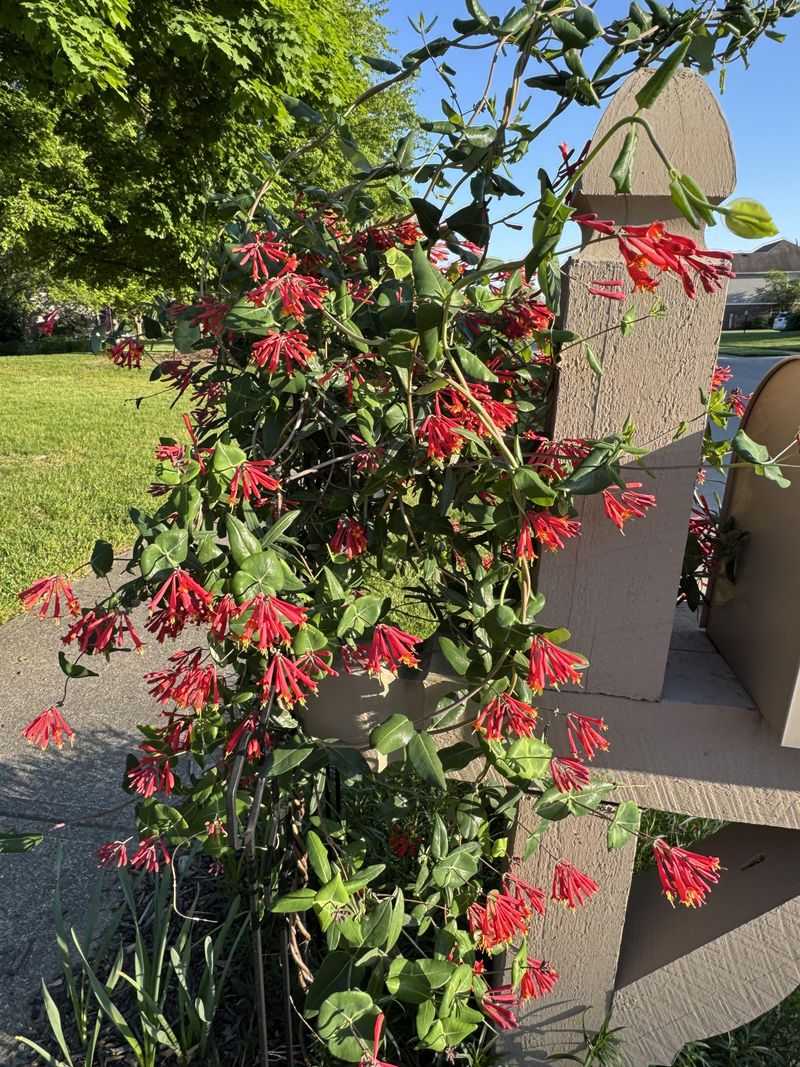 Light Trimming Keeps The Vine Blooming Without Setbacks