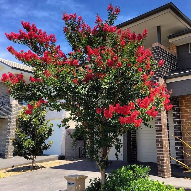 Established Trees Need Very Little Pruning To Stay Balanced