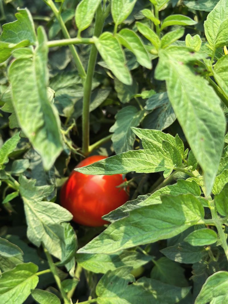 Regular Scouting Helps Catch Them Early