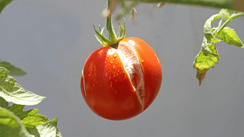 Mulch Helps Keep Soil Moisture More Even