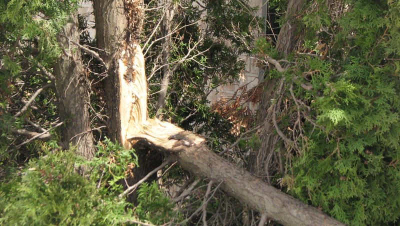 Ice Can Weigh Branches Down Fast