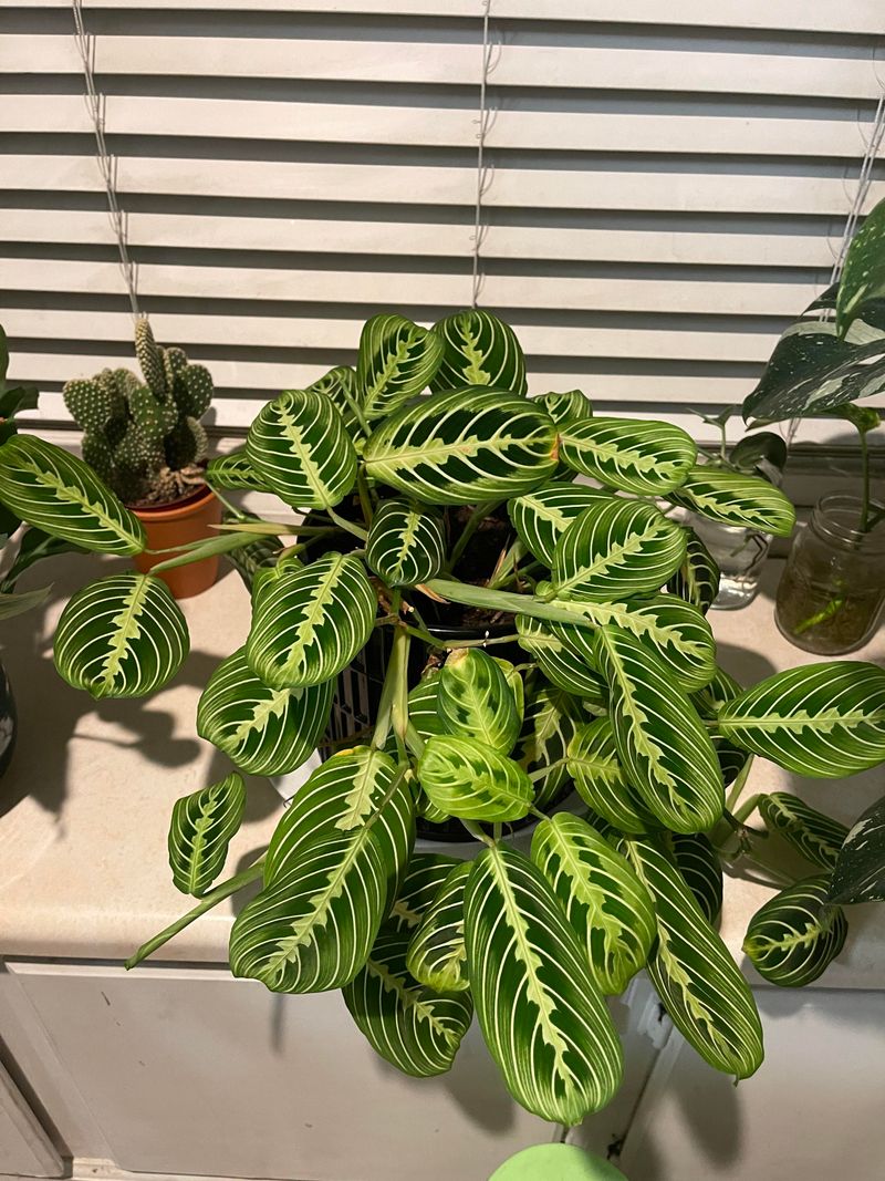 Cold Drafts And Temperature Swings Shock The Plant