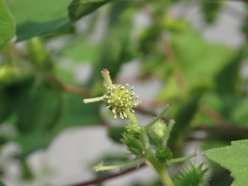 Cocklebur Spreads With Sticky Seed Pods