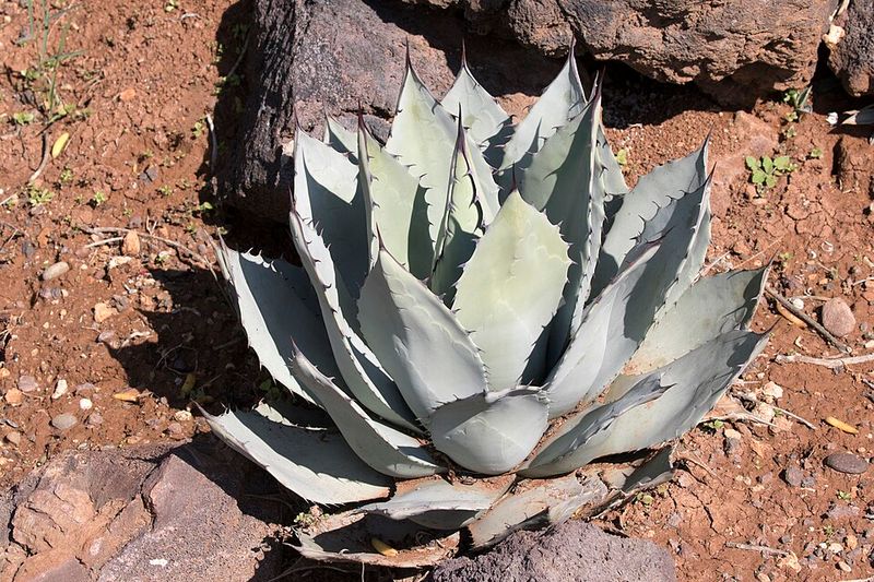 Agave Parryi Forms Rosettes That Handle Heat