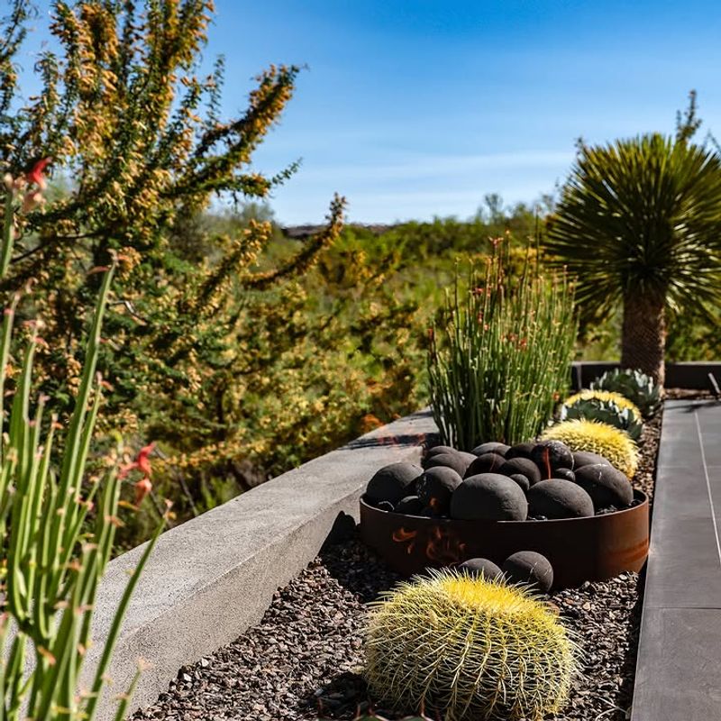 Barrel Cactus Stands Out As A Bold Focal Point