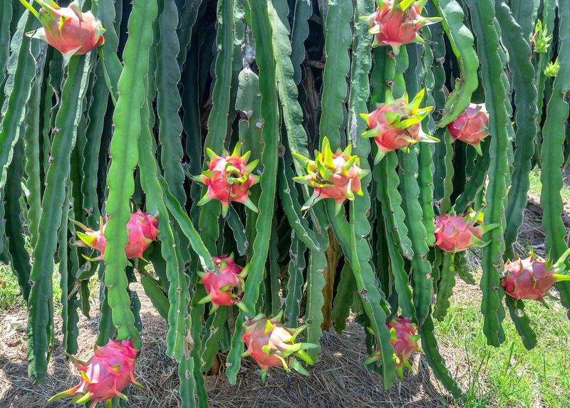 Dragon Fruit Cactus Looks Wild And Grows Something Extra