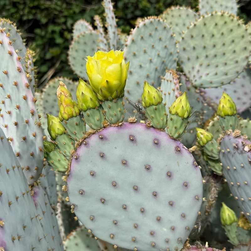 Santa Rita Prickly Pear Shows Purple Pads In Sun Stress