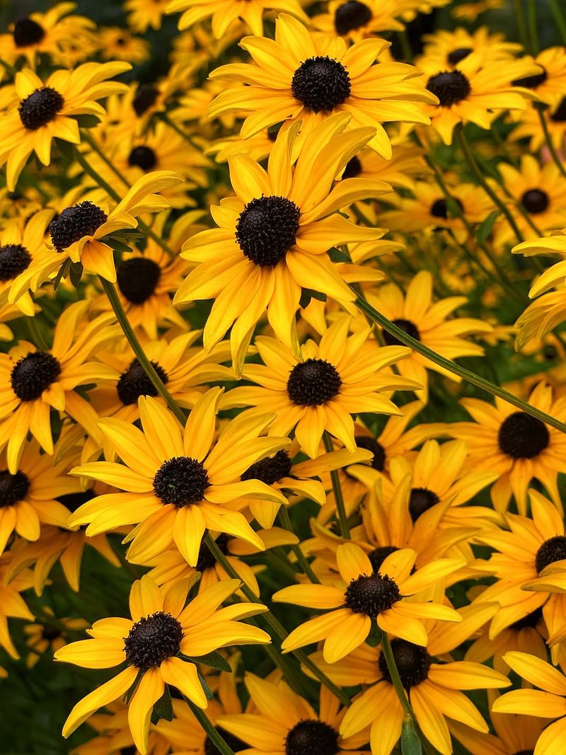 Rudbeckia (Black-Eyed Susan)