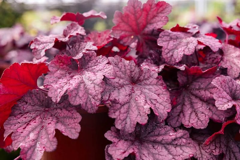 Heuchera Brings Bold Leaves And A Longer Season Of Interest