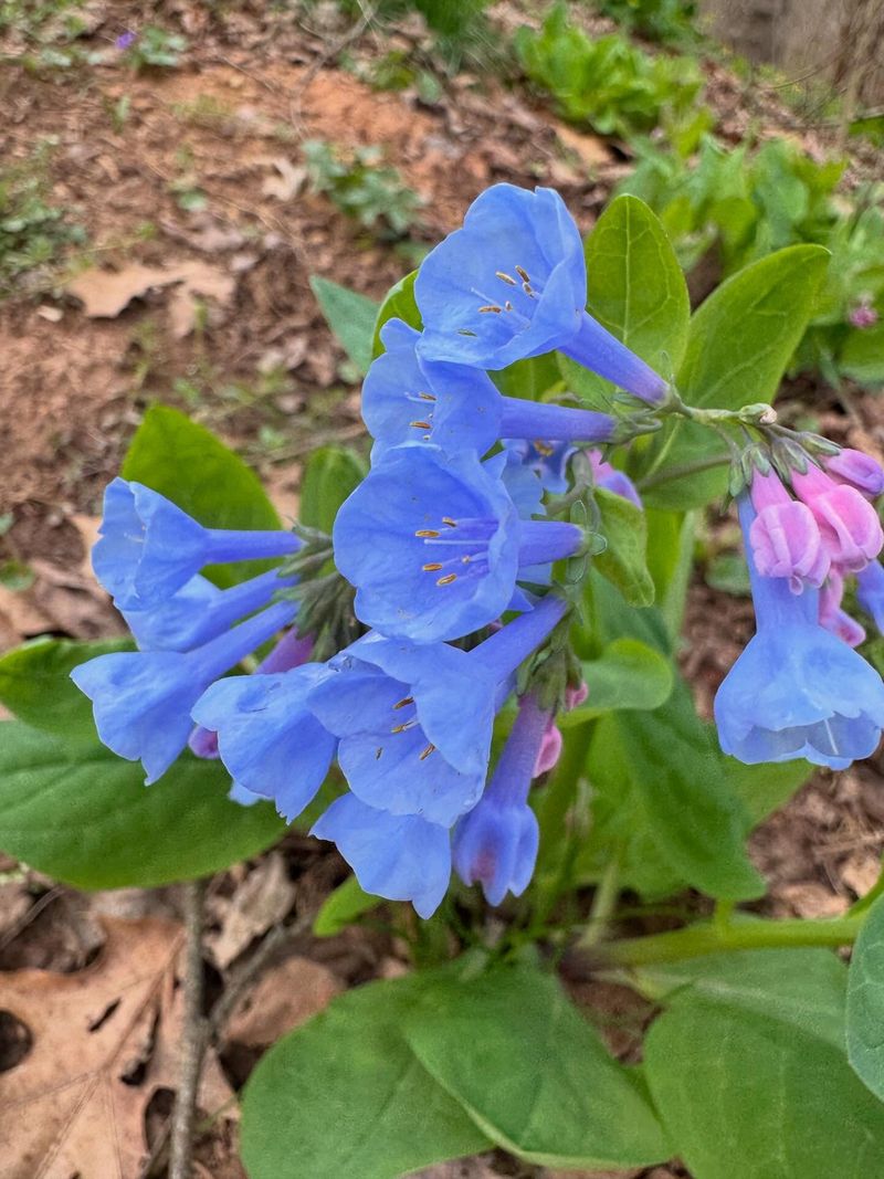 Virginia Bluebells (Mertensia virginica)