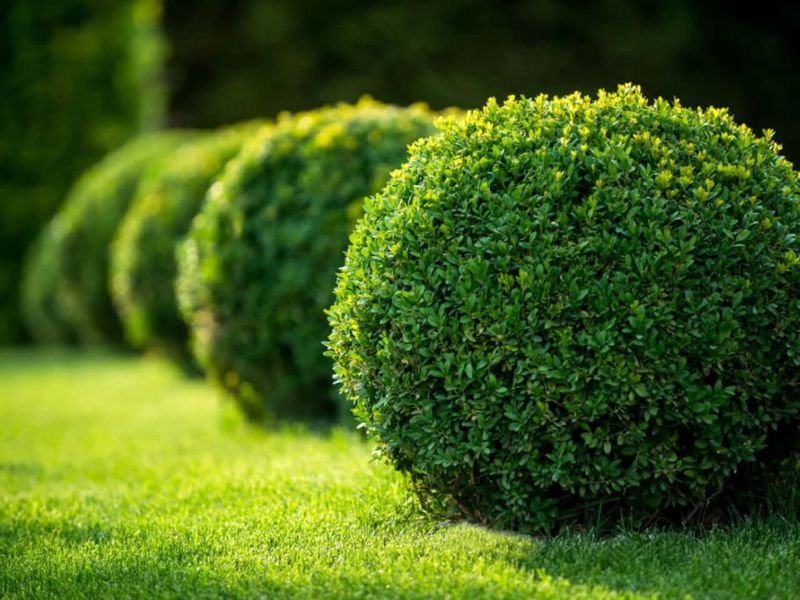 Boxwood (Buxus spp.)