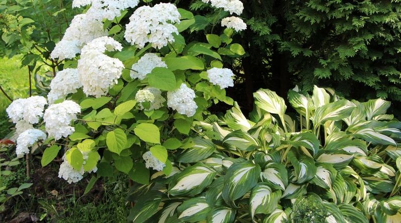 Hosta Brings Bold Leaves And Big Contrast