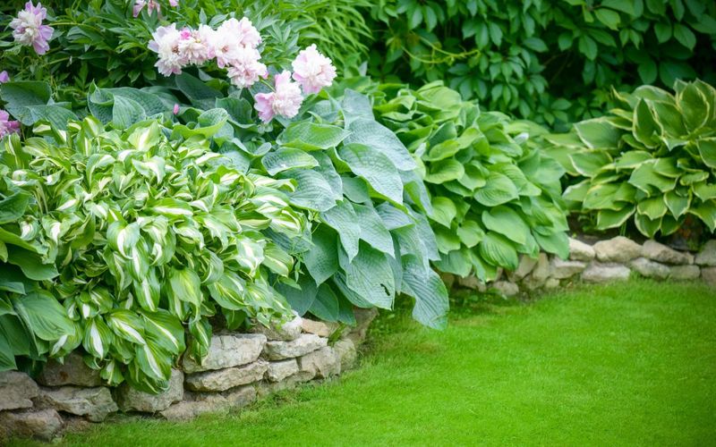 Hostas Keep Borders Full And Under Control