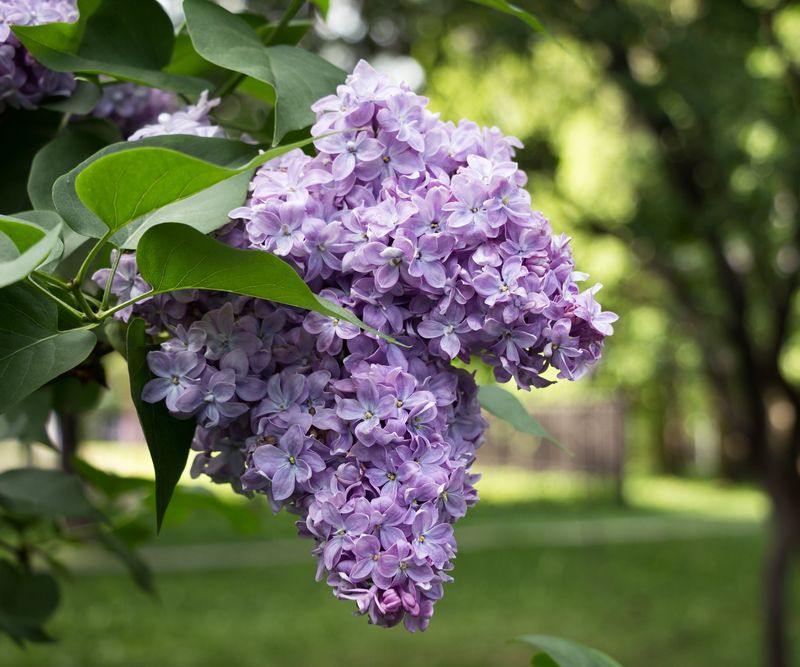 Support Lilacs Right After Buds Begin To Swell