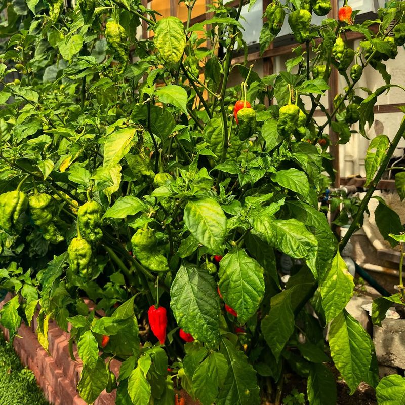 Support Growing Plants