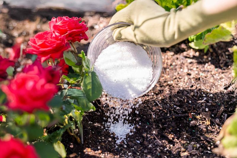 Support Magnesium-Hungry Roses