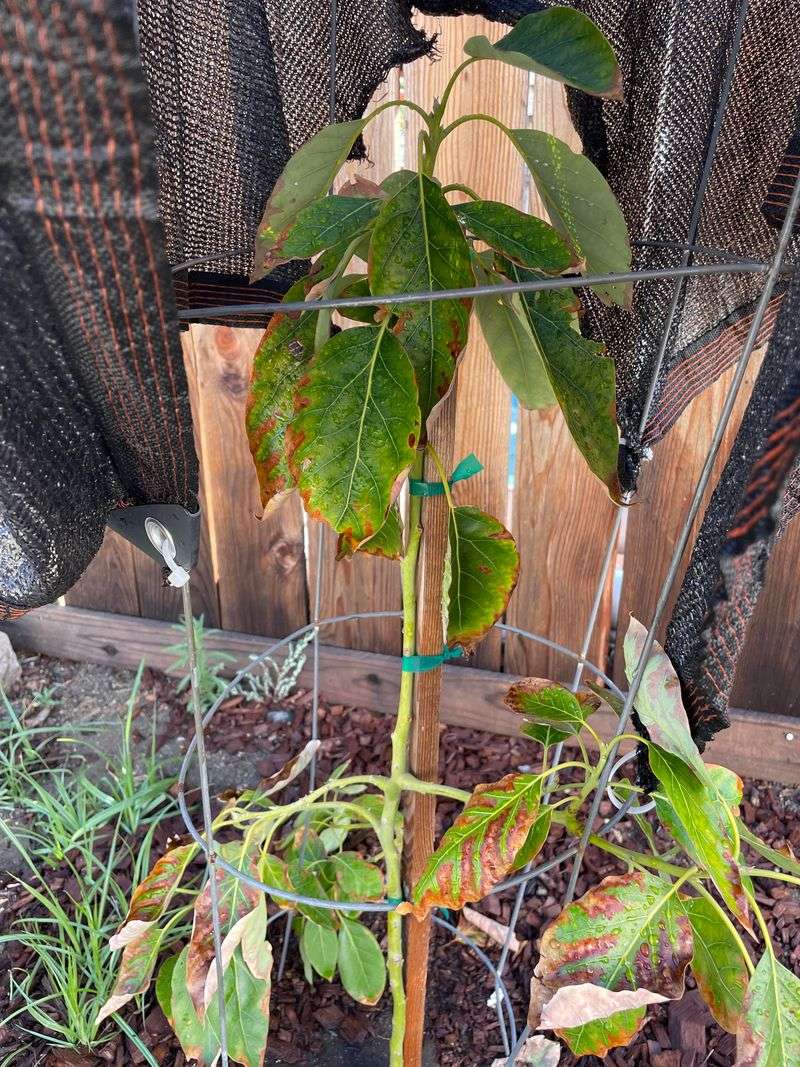 Shade Young Trees First