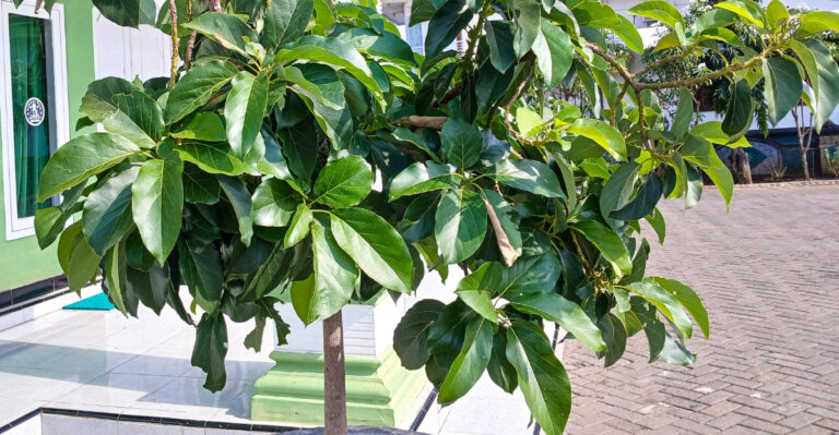 Help Young Avocado Trees Survive California Summer With These Simple Steps