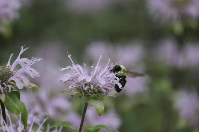 A Native Plant Backed By Ohio Experts