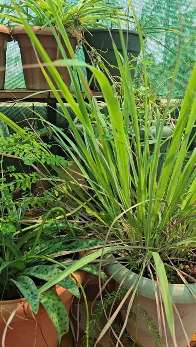 Fast-Growing And Lush