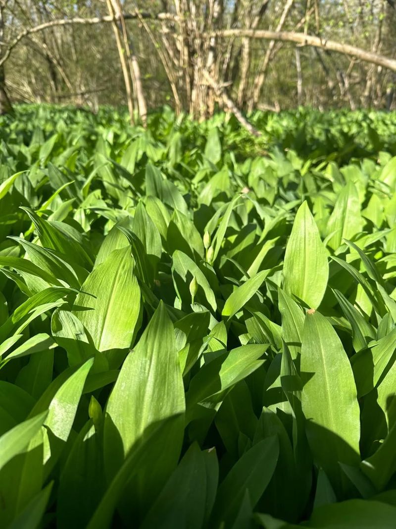 Wild Garlic Is Easier To Control Before Installation Begins