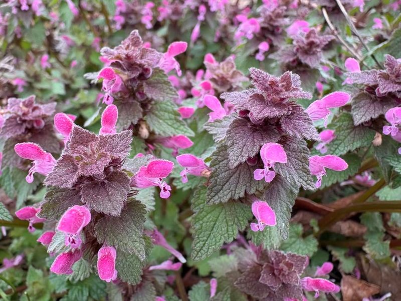 Purple Deadnettle Adding Color But Spreading Fast