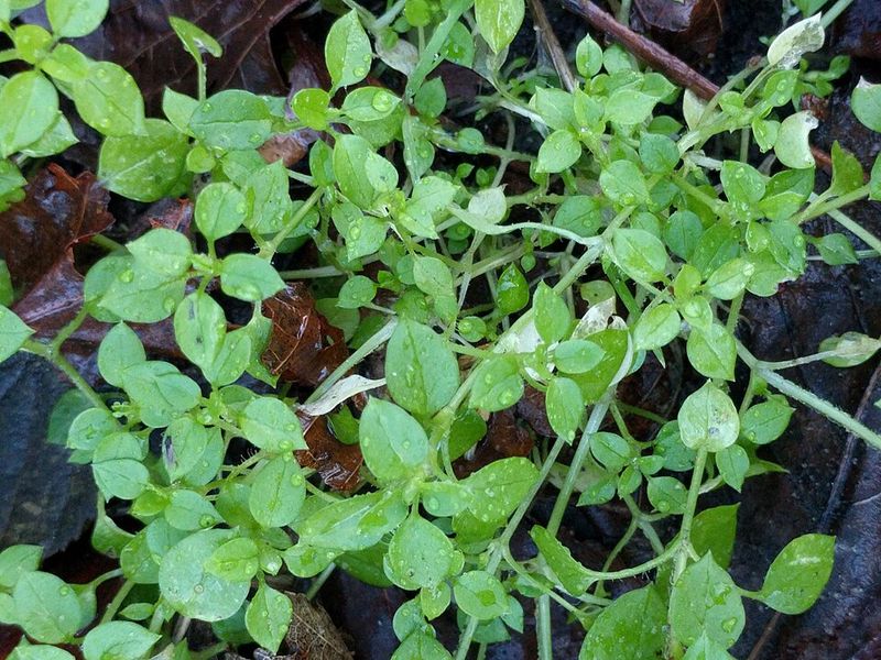 Chickweed Forms Dense Mats In Cool Spring Weather
