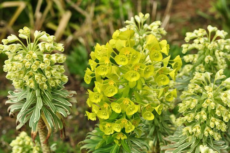 Euphorbia With Striking Unusual Shapes