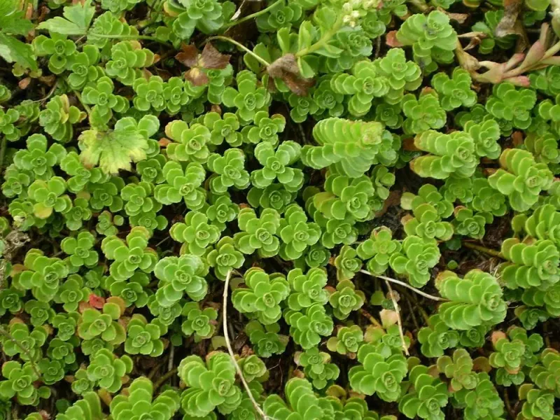 Caucasian Stonecrop 