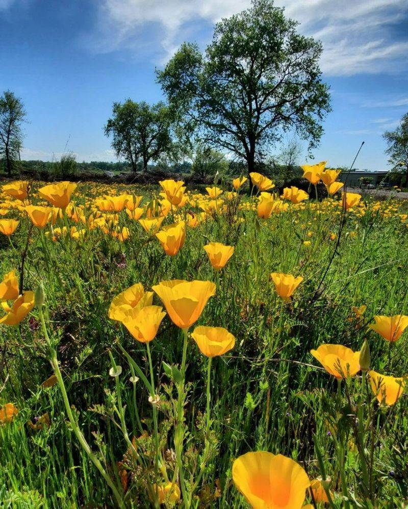 Sun-Soaked Wildflower Meadow