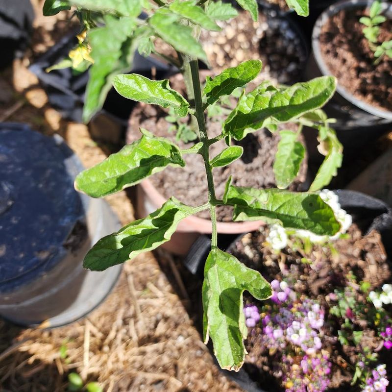 Temperature Swings Can Stress New Spring Growth