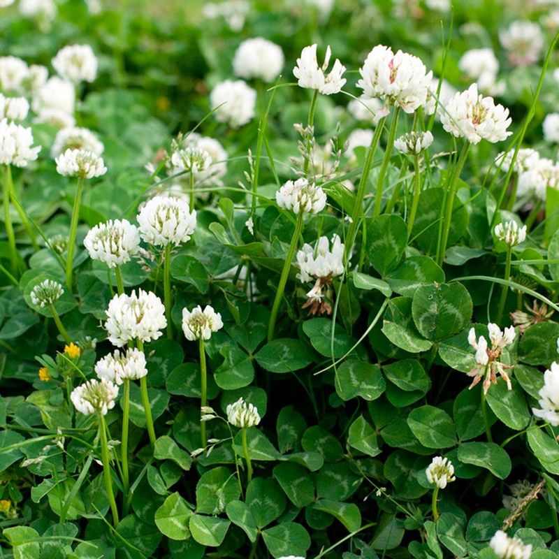 The Nitrogen-Fixing Power Hidden In White Clover
