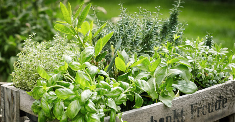 herbs in garden