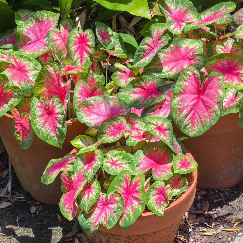 Caladiums Are Easy To Showcase In Containers