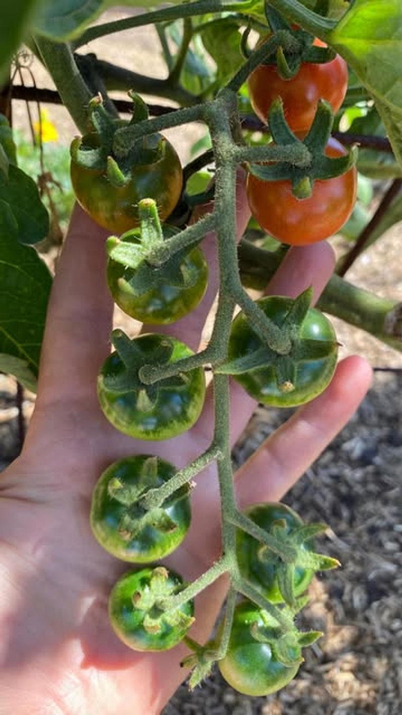 Know Which Tomatoes To Prune