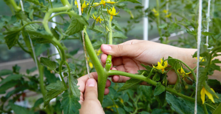 pruning tomatoes