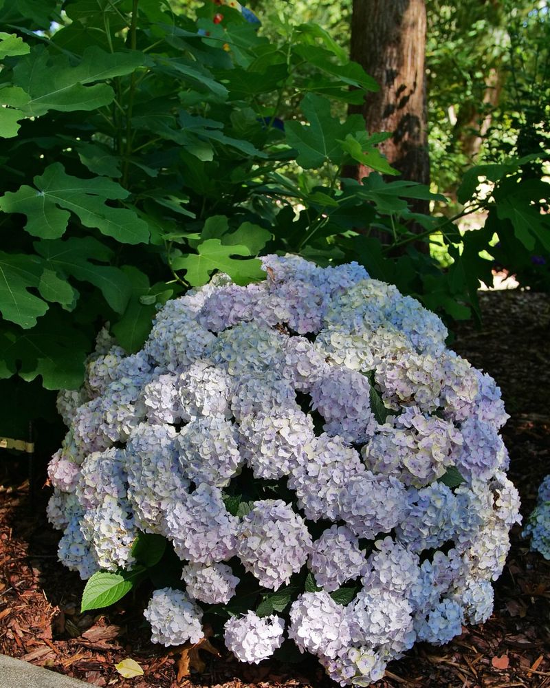 Only Certain Hydrangeas Change Color Based On Soil Conditions