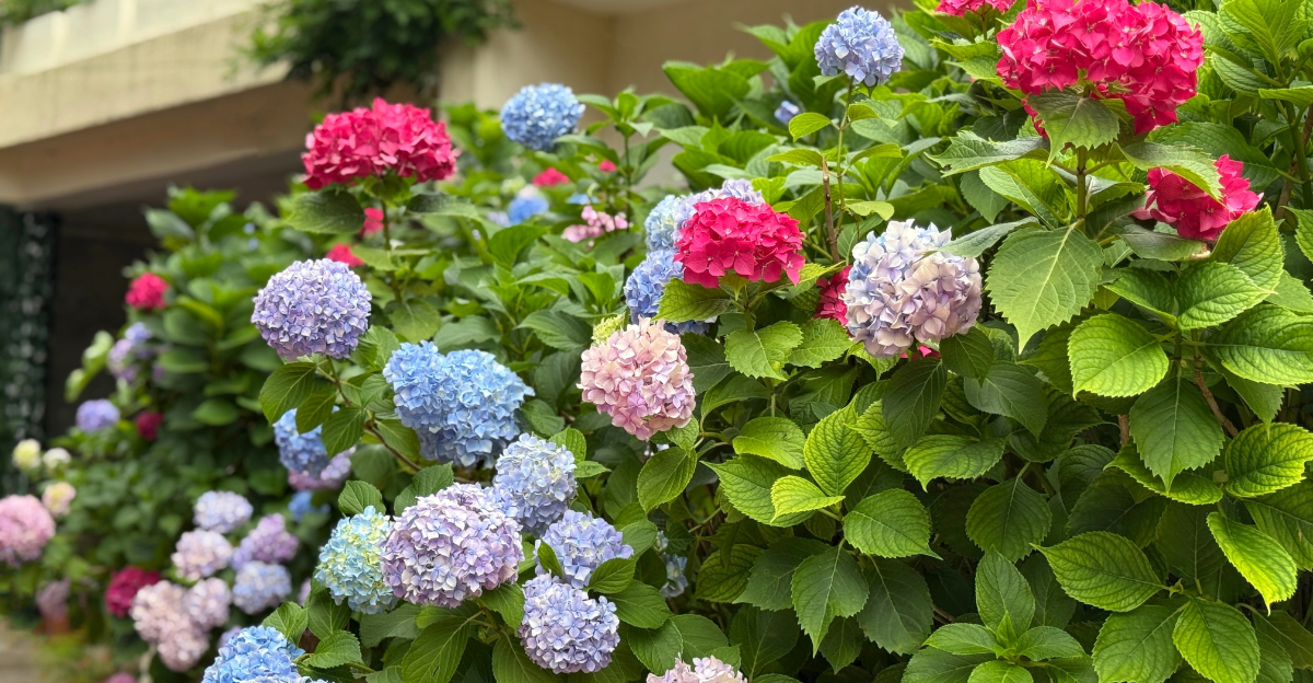 hydrangea colors