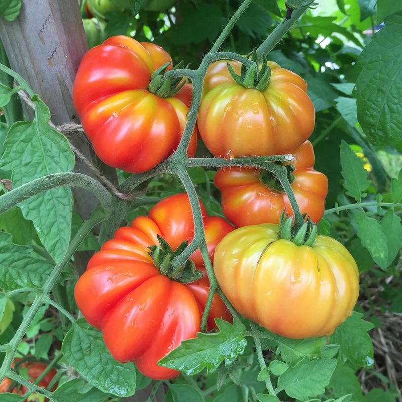 Know Your Tomato Type Before You Touch A Single Branch