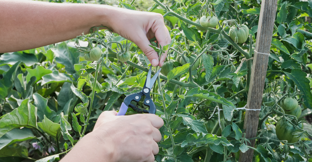 pruning tomatoes