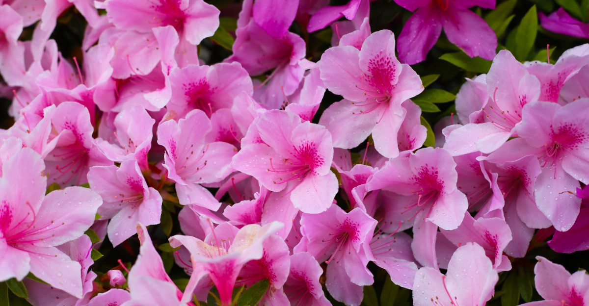 azaleas