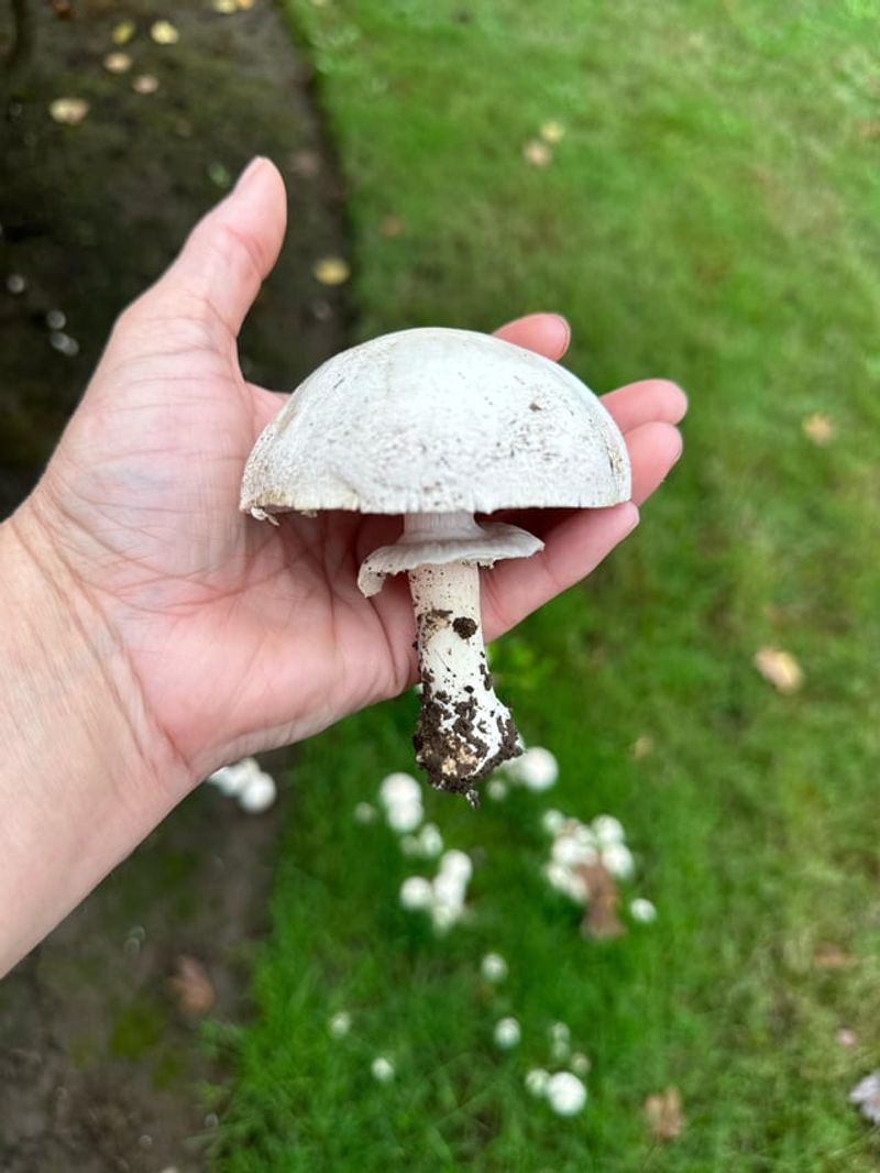 Healthy Soil Biology