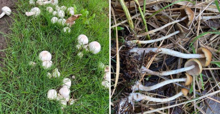 mushrooms in lawn