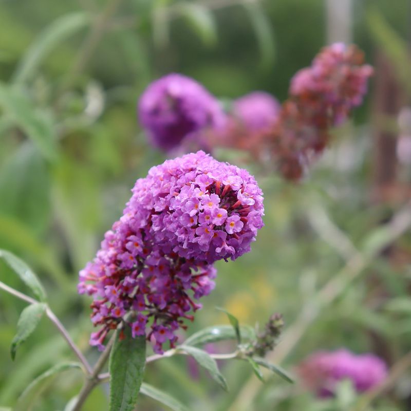 Butterfly Bush