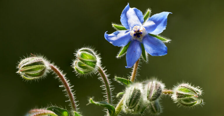 Here’s Why You Should Grow Borage Near Your Front Door In Ohio